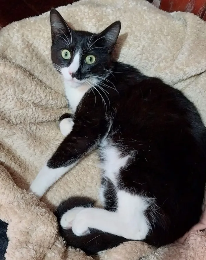 Gato raça SRD-ViraLata idade 1 ano nome Furiosinho