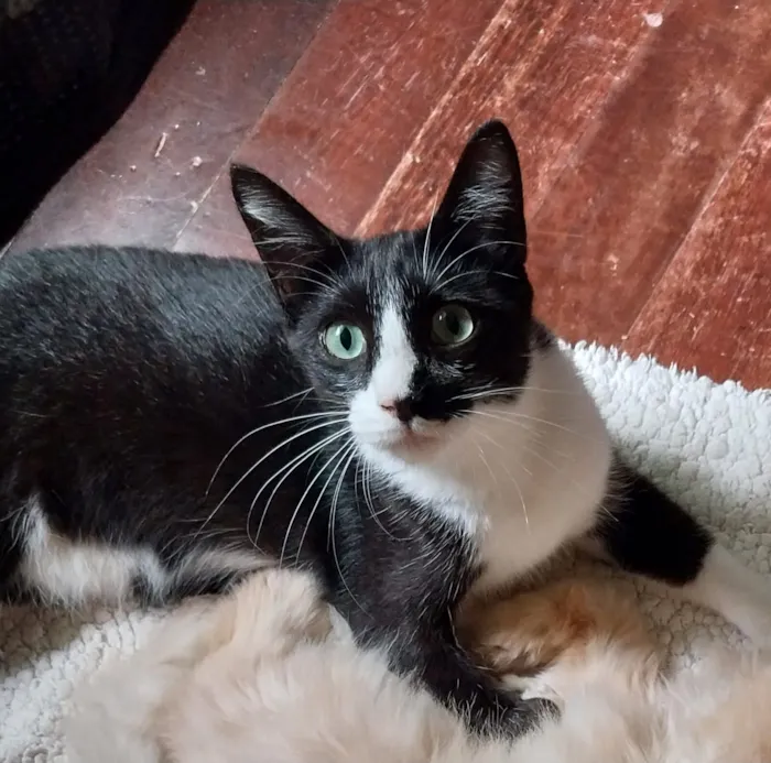 Gato raça SRD-ViraLata idade 1 ano nome Furiosinho