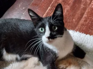 Gato raça SRD-ViraLata idade 1 ano nome Furiosinho