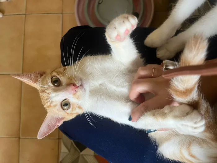 Gato raça SRD-ViraLata idade 2 a 6 meses nome Eliot