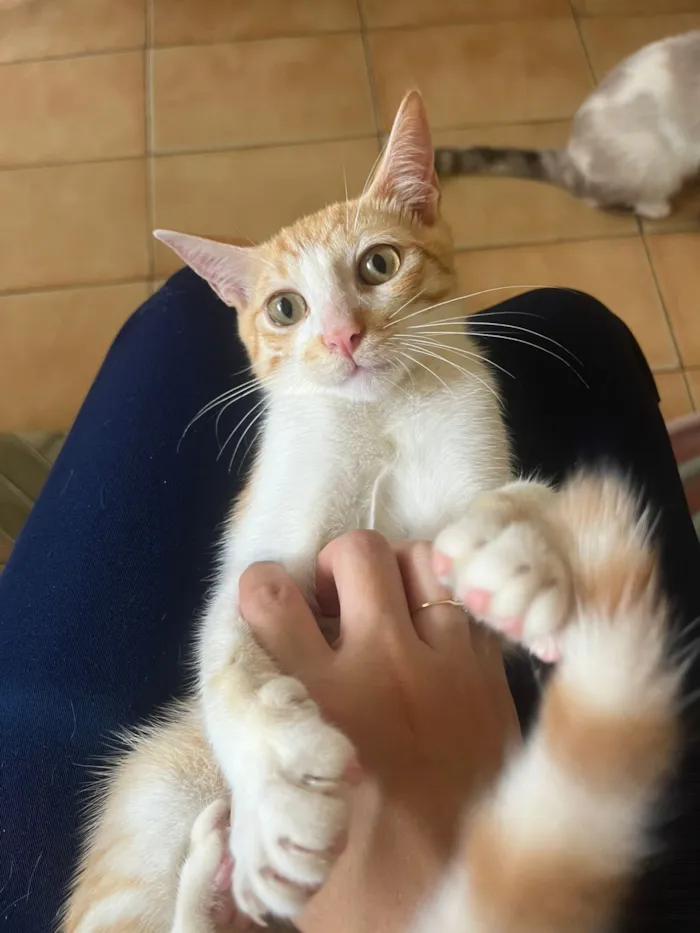 Gato raça SRD-ViraLata idade 2 a 6 meses nome Eliot