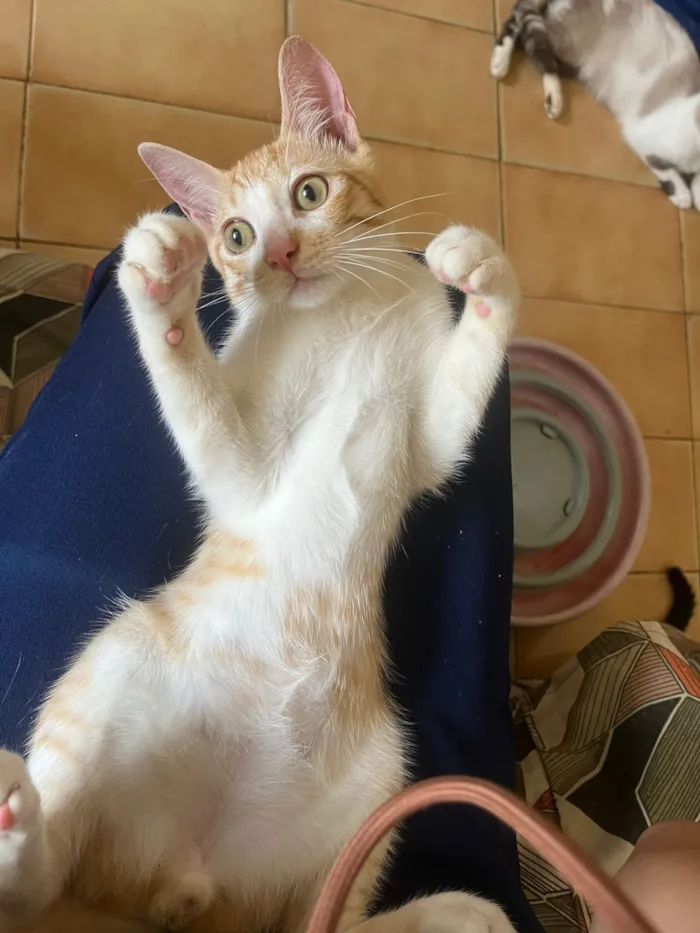 Gato raça SRD-ViraLata idade 2 a 6 meses nome Eliot