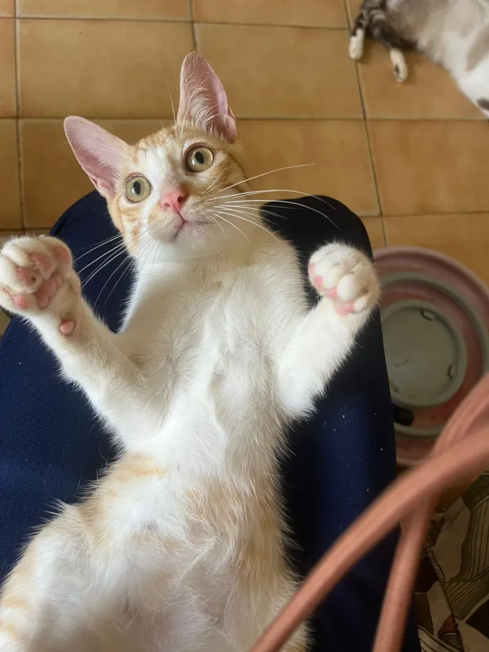 Gato raça SRD-ViraLata idade 2 a 6 meses nome Eliot