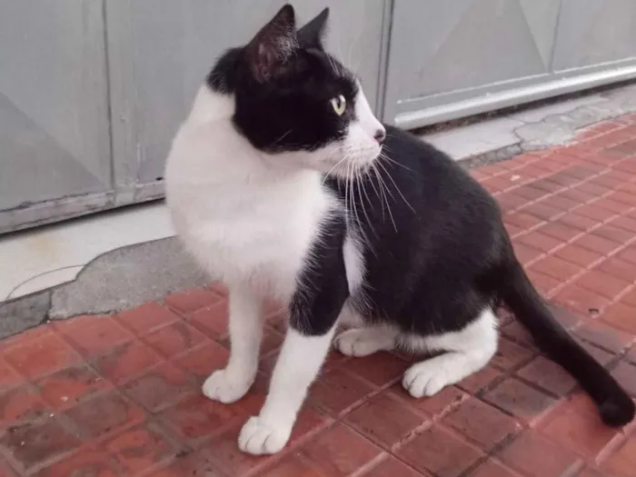 Gato raça SRD-ViraLata idade 2 anos nome Não tem nome (S/N)