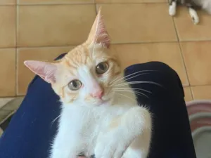 Gato raça SRD-ViraLata idade 2 a 6 meses nome Eliot