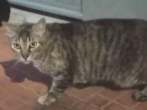 Gato raça SRD-ViraLata idade 2 anos nome Não tem nome (S/N)