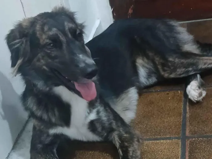 Cachorro raça SRD-ViraLata idade 1 ano nome alice