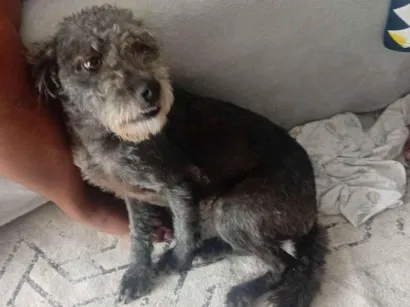 Cachorro raça SRD-ViraLata idade 1 ano nome Lucky 