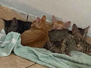 Gato raça SRD-ViraLata idade Abaixo de 2 meses nome Não tem nome 