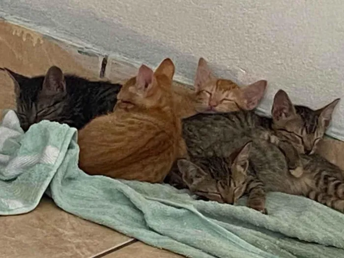 Gato raça SRD-ViraLata idade Abaixo de 2 meses nome Não tem nome 