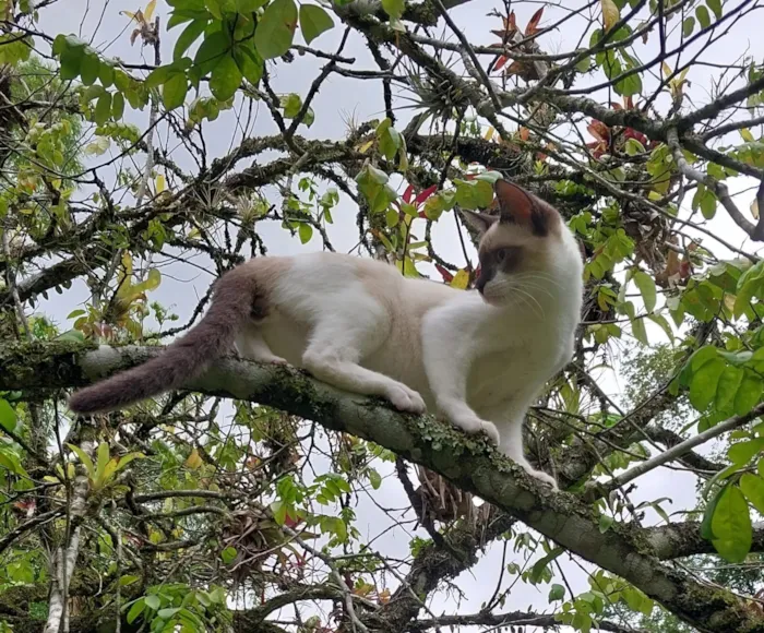 Gato raça SRD-ViraLata idade 2 a 6 meses nome Gilliard