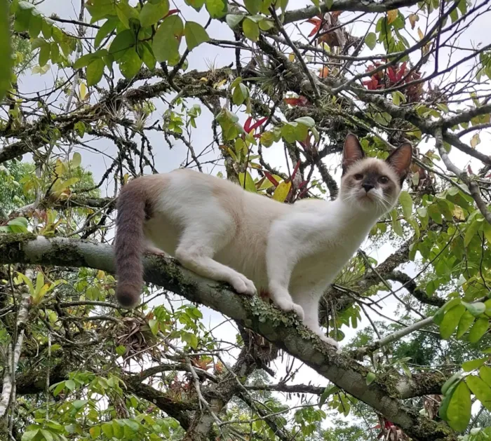 Gato raça SRD-ViraLata idade 2 a 6 meses nome Gilliard