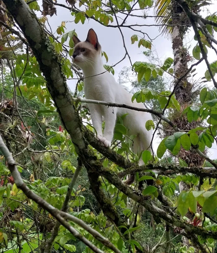 Gato raça SRD-ViraLata idade 2 a 6 meses nome Gilliard
