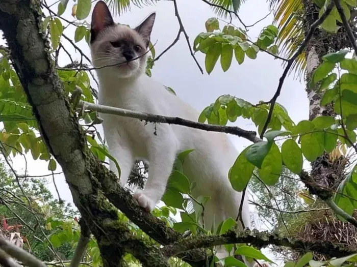 Gato raça SRD-ViraLata idade 2 a 6 meses nome Gilliard