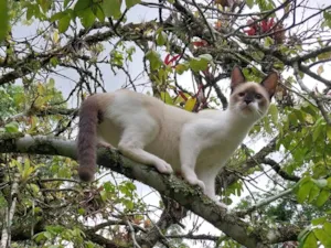 Gato raça SRD-ViraLata idade 2 a 6 meses nome Gilliard