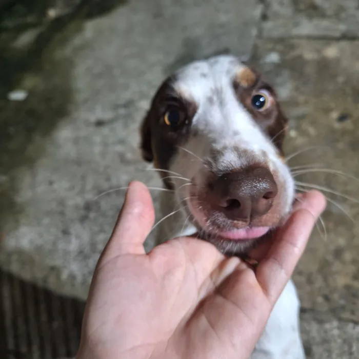 Cachorro raça SRD-ViraLata idade 1 ano nome Ralph 