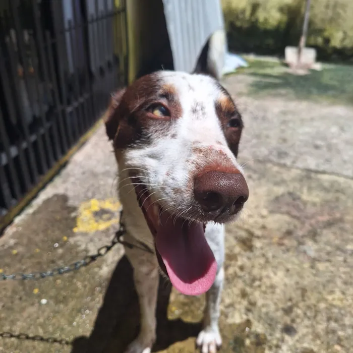 Cachorro raça SRD-ViraLata idade 1 ano nome Ralph 