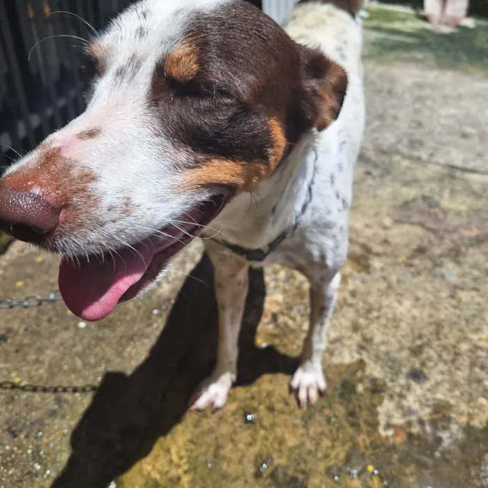 Cachorro raça SRD-ViraLata idade 1 ano nome Ralph 