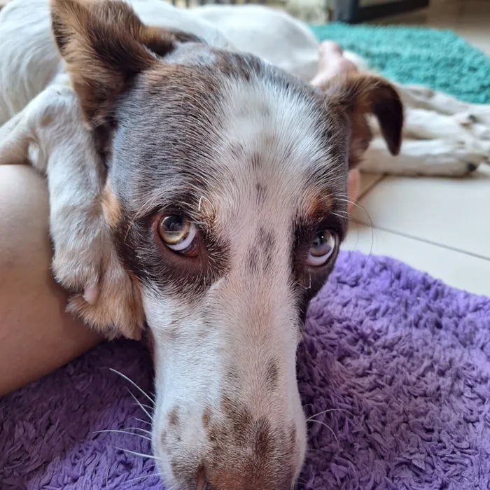 Cachorro raça SRD-ViraLata idade 1 ano nome Ralph 