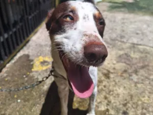 Cachorro raça SRD-ViraLata idade 1 ano nome Ralph 