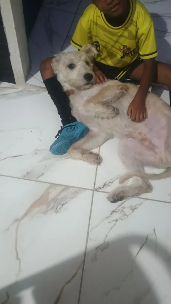 Cachorro raça SRD-ViraLata idade 1 ano nome spike