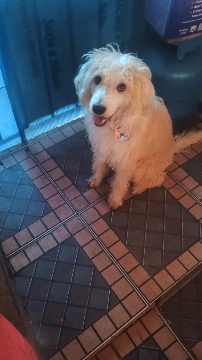 Cachorro raça SRD-ViraLata idade 1 ano nome spike