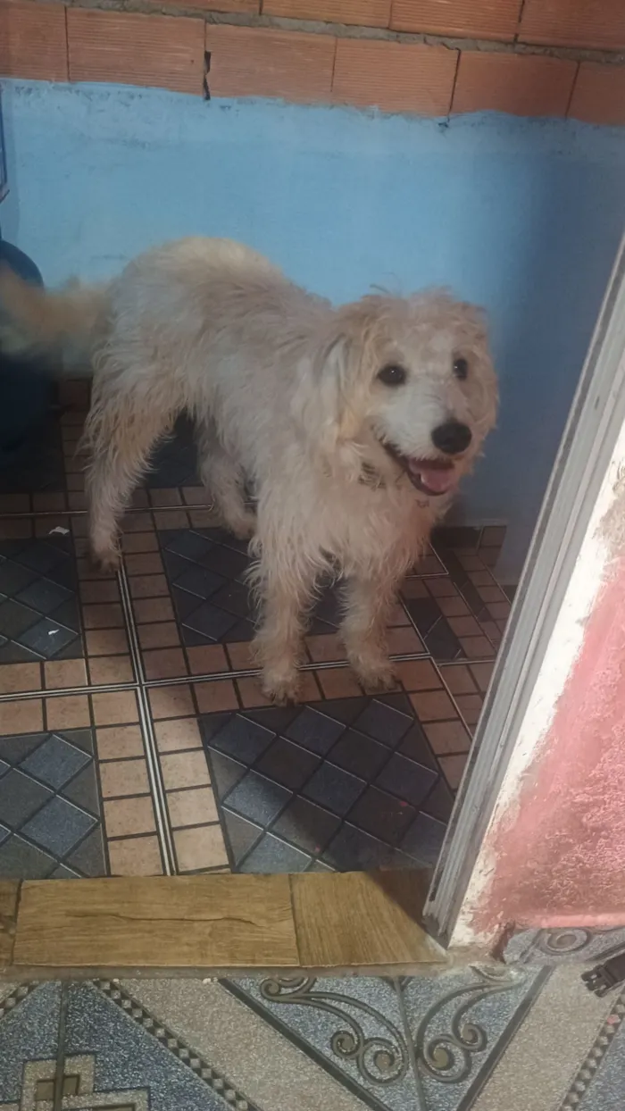 Cachorro raça SRD-ViraLata idade 1 ano nome spike