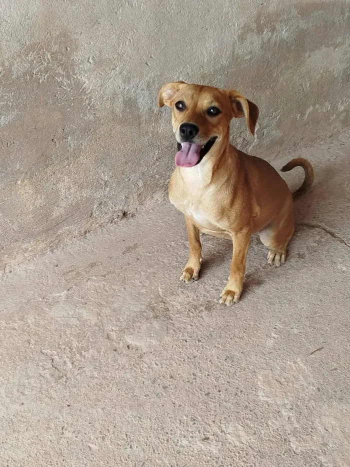 Cachorro raça SRD-ViraLata idade 2 anos nome Zoreia 