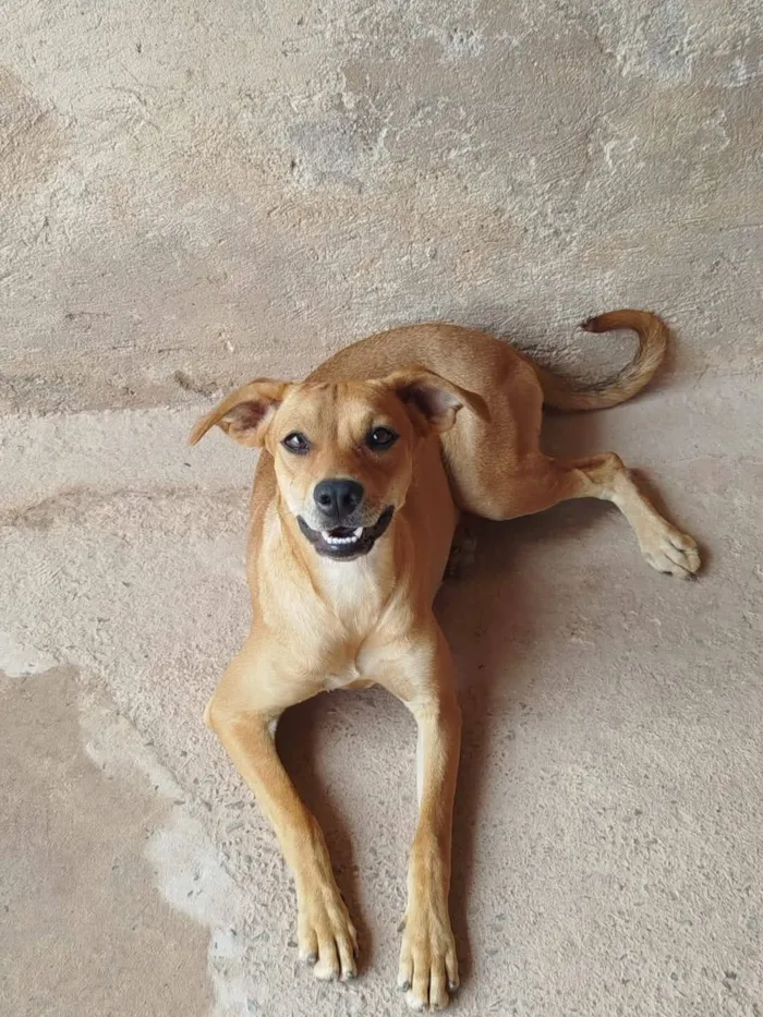 Cachorro raça SRD-ViraLata idade 2 anos nome Zoreia 