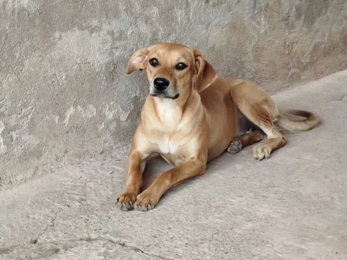 Cachorro raça SRD-ViraLata idade 2 anos nome Zoreia 
