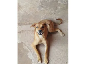 Cachorro raça SRD-ViraLata idade 2 anos nome Zoreia 