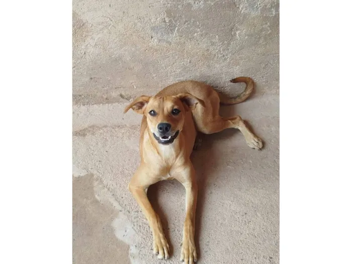 Cachorro raça SRD-ViraLata idade 2 anos nome Zoreia 