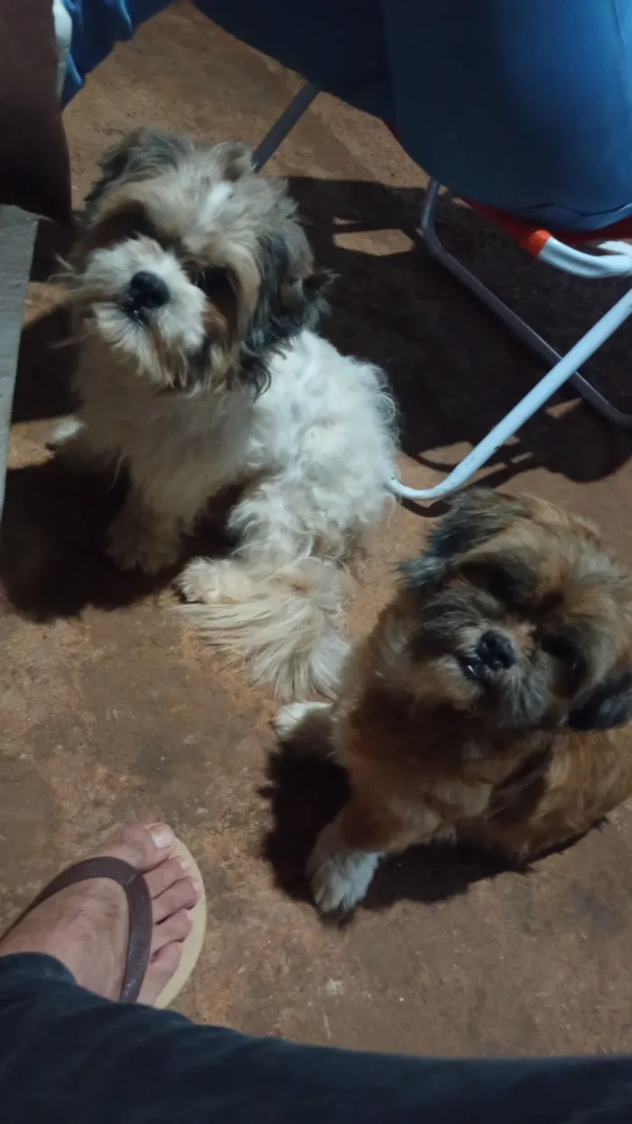 Cachorro raça Shitzu idade 2 anos nome Belinha