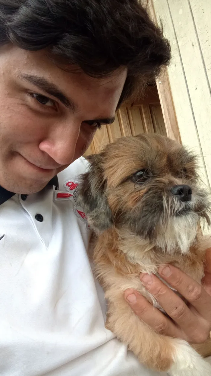 Cachorro raça Shitzu idade 2 anos nome Belinha