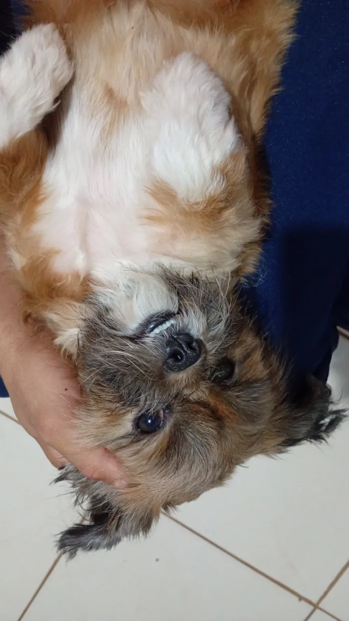 Cachorro raça Shitzu idade 2 anos nome Belinha
