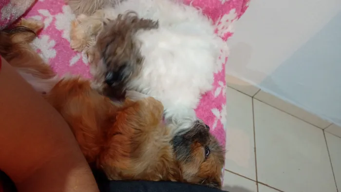 Cachorro raça Shitzu idade 2 anos nome Belinha