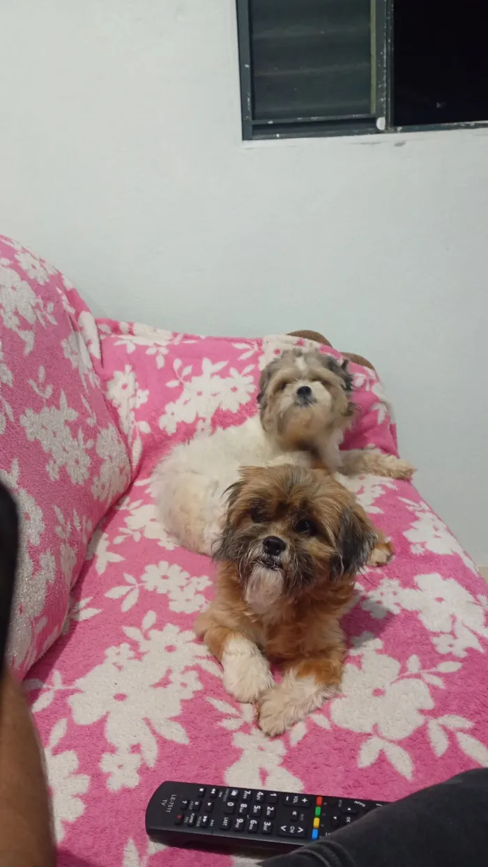 Cachorro raça Shitzu idade 2 anos nome Belinha