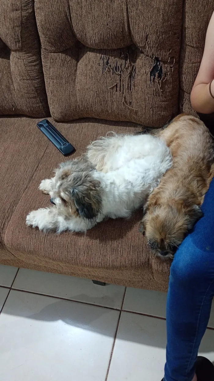 Cachorro raça Shitzu idade 2 anos nome Belinha
