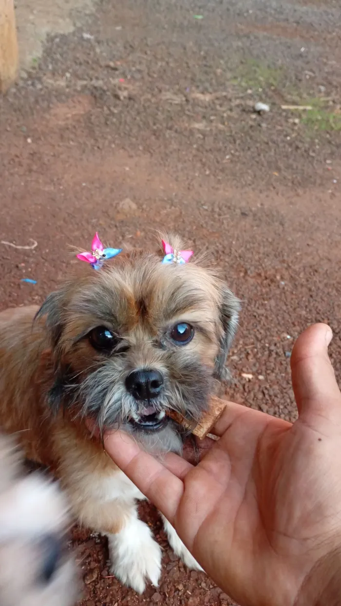 Cachorro raça Shitzu idade 2 anos nome Belinha