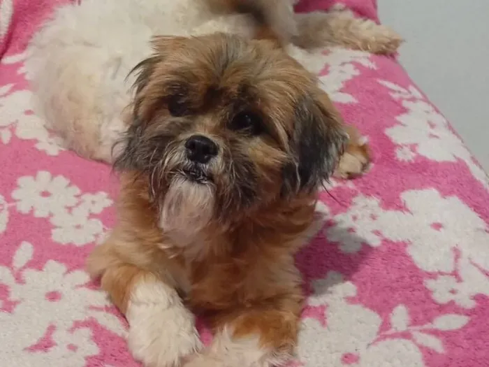 Cachorro raça Shitzu idade 2 anos nome Belinha