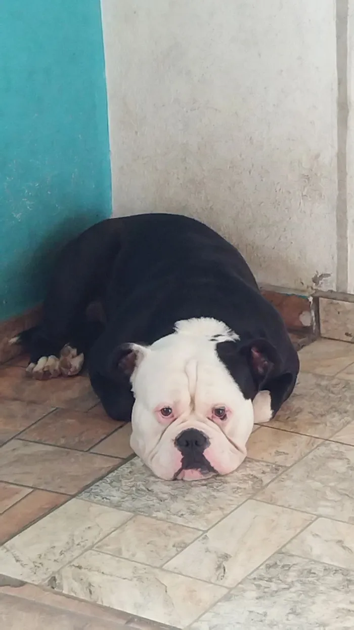 Cachorro raça Pit-Bull idade Abaixo de 2 meses nome bigode