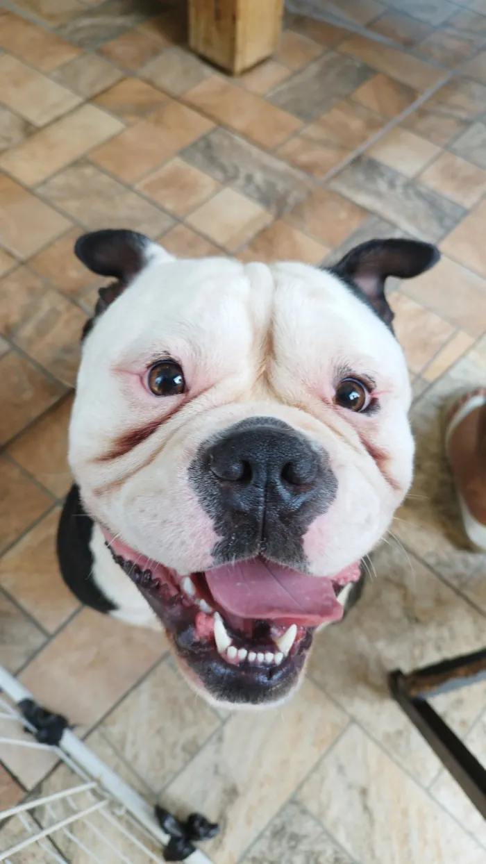 Cachorro raça Pit-Bull idade Abaixo de 2 meses nome bigode