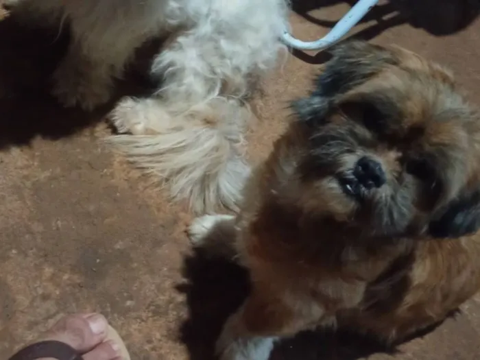 Cachorro raça Shitzu idade 2 anos nome Belinha