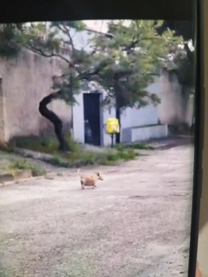 Cachorro raça SRD-ViraLata idade Abaixo de 2 meses nome sem nome ainda 