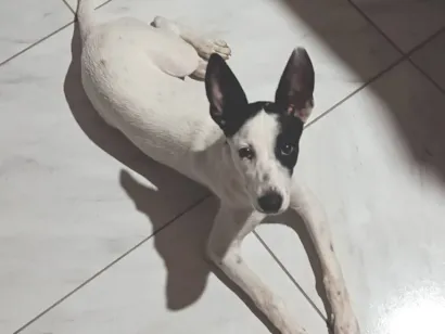 Cachorro raça SRD-ViraLata idade 2 a 6 meses nome José 