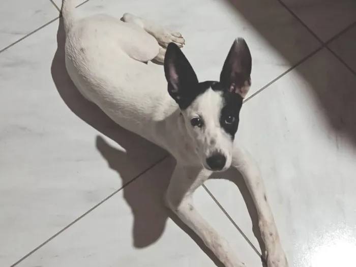 Cachorro raça SRD-ViraLata idade 2 a 6 meses nome José 