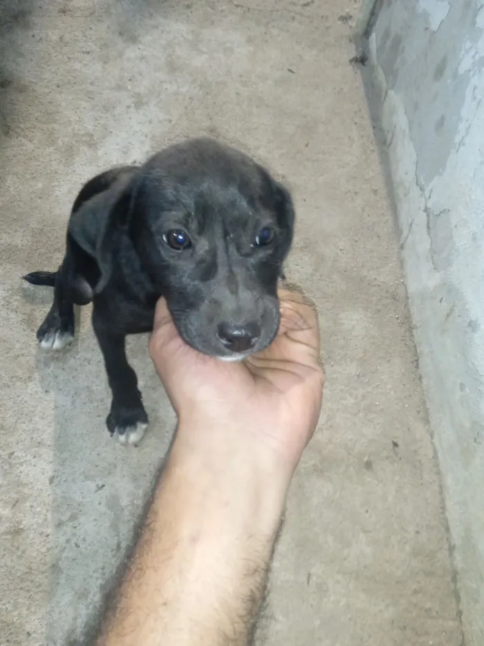 Cachorro raça Labrador idade 2 a 6 meses nome pretinho