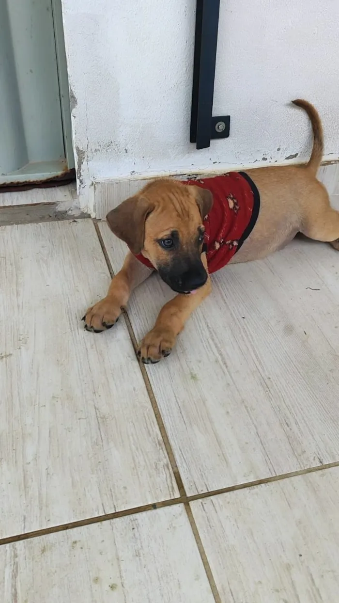 Cachorro raça SRD-ViraLata idade 2 a 6 meses nome Scooby 