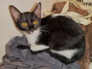 Gato raça SRD-ViraLata idade Abaixo de 2 meses nome Nuvem 