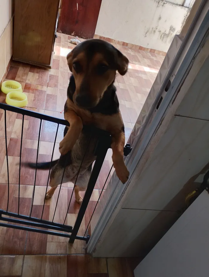 Cachorro raça SRD-ViraLata idade 7 a 11 meses nome amora